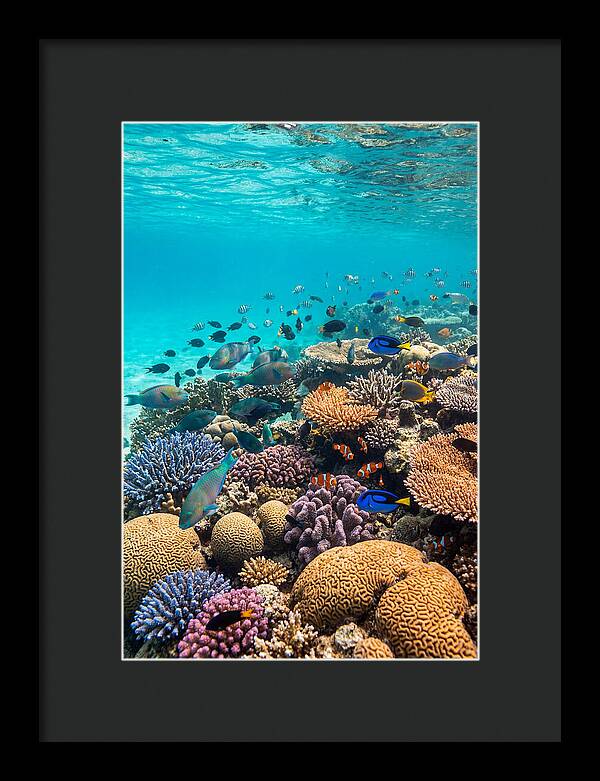 Underwater Harmony
