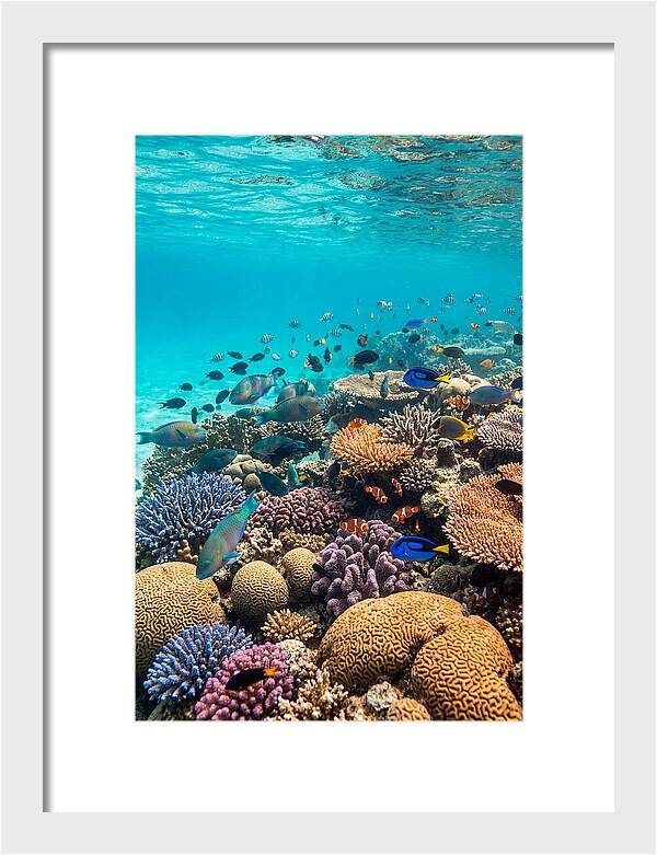 Underwater Harmony