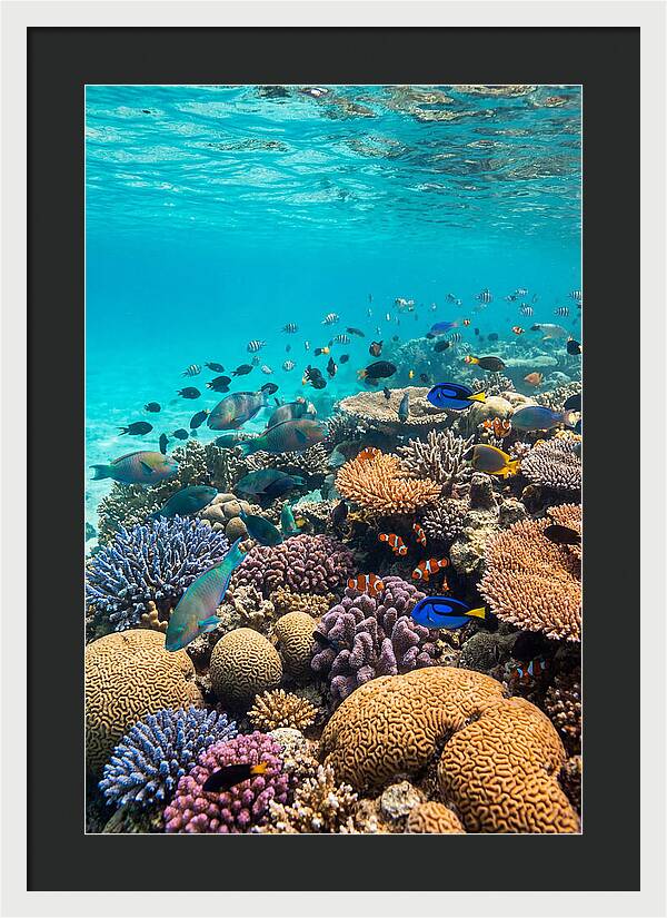 Underwater Harmony