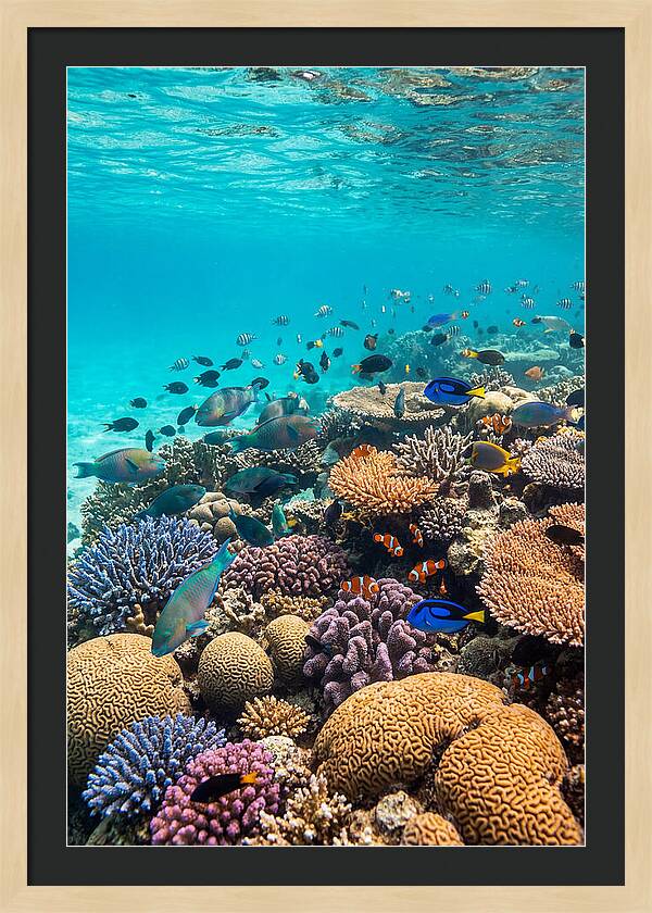 Underwater Harmony