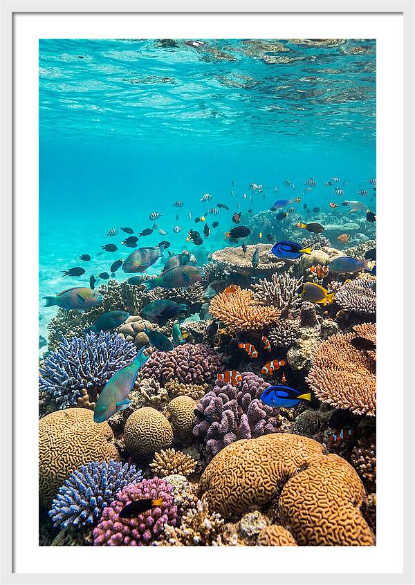 Underwater Harmony