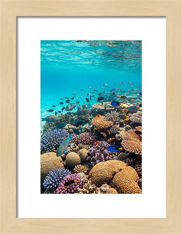 Underwater Harmony