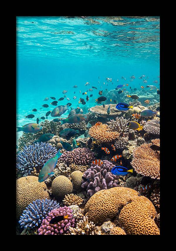 Underwater Harmony