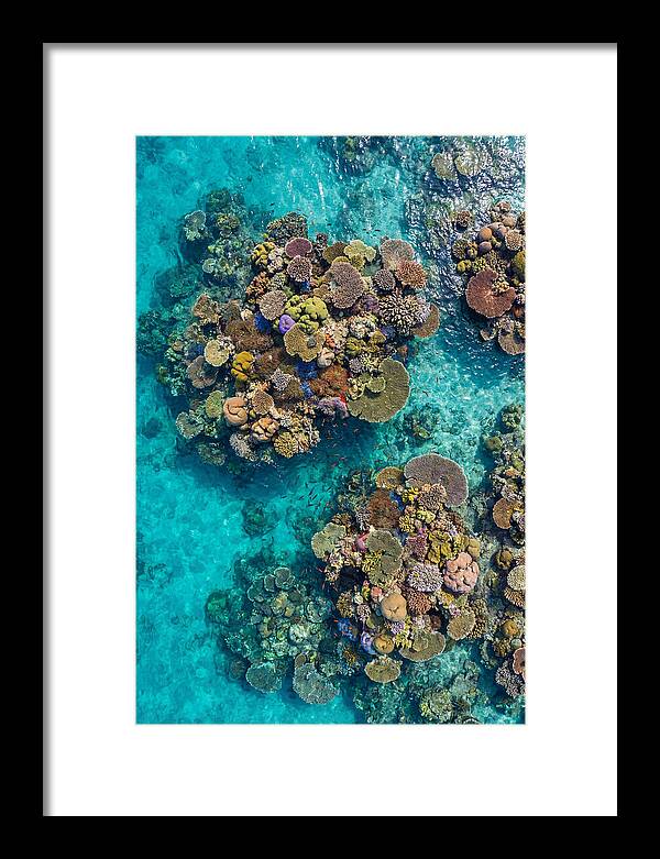 Underwater Kaleidoscope Of Coral Life