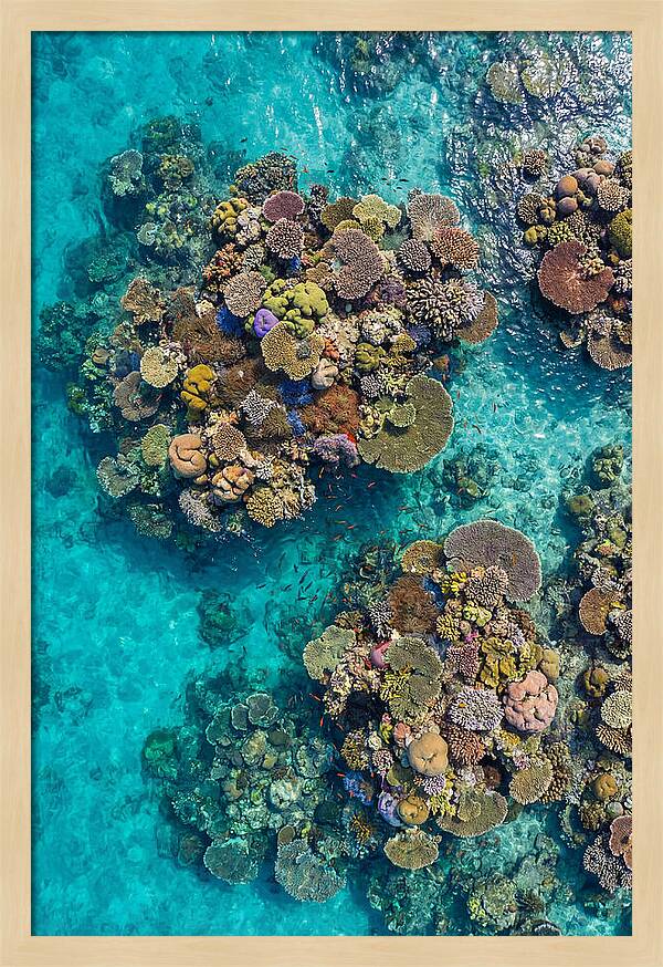 Underwater Kaleidoscope Of Coral Life