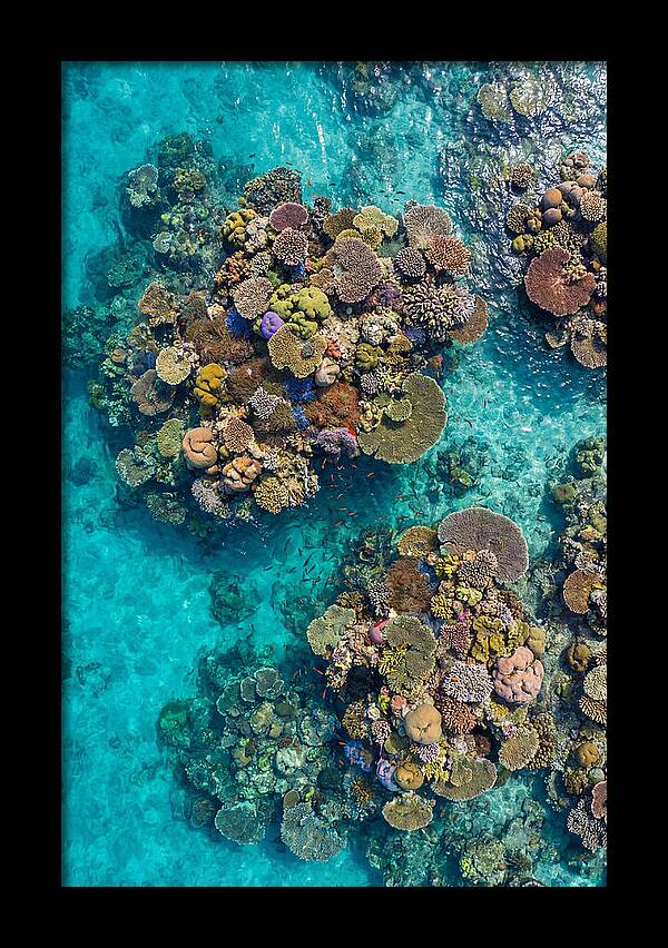 Underwater Kaleidoscope Of Coral Life