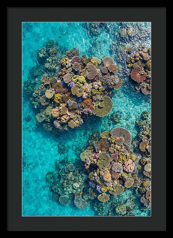Underwater Kaleidoscope Of Coral Life