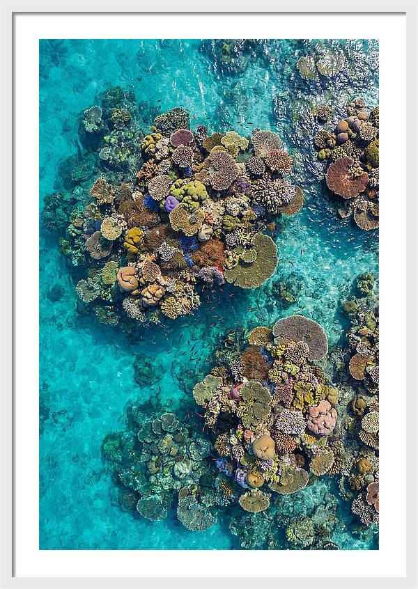 Underwater Kaleidoscope Of Coral Life