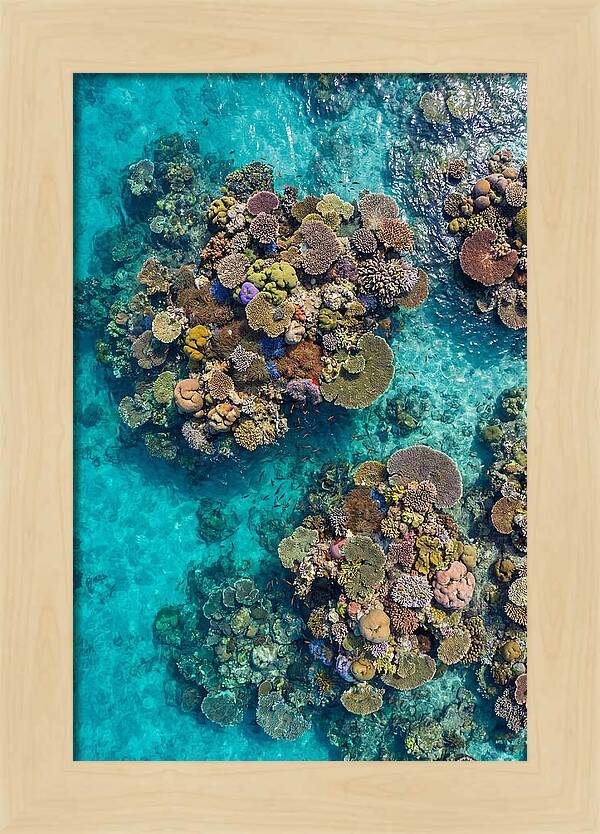 Underwater Kaleidoscope Of Coral Life