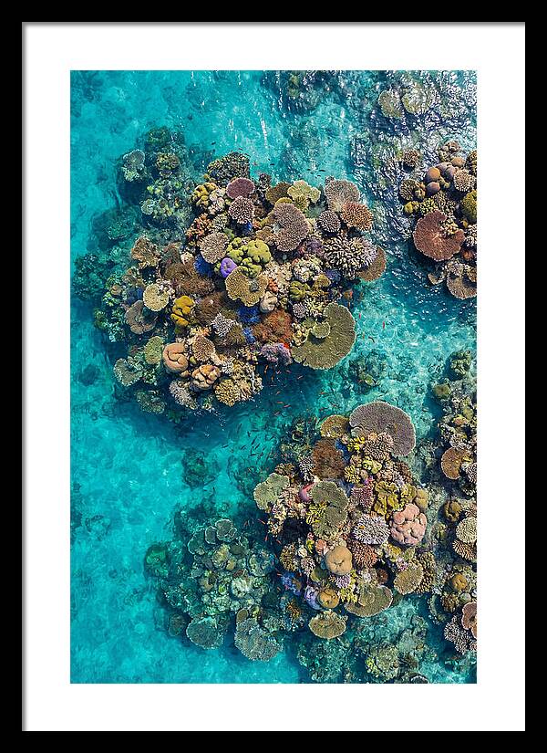 Underwater Kaleidoscope Of Coral Life
