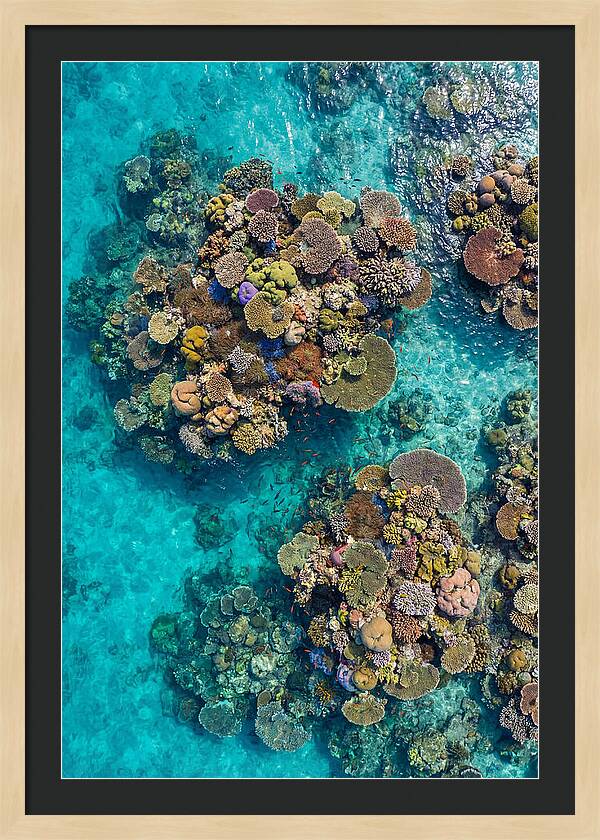 Underwater Kaleidoscope Of Coral Life