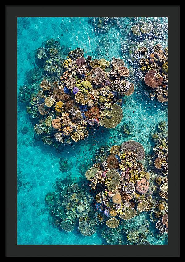 Underwater Kaleidoscope Of Coral Life