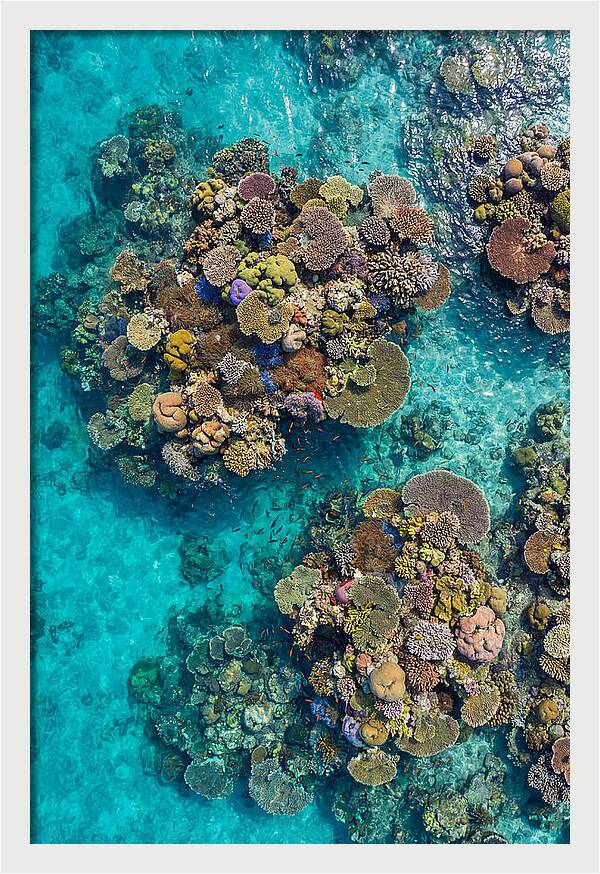 Underwater Kaleidoscope Of Coral Life