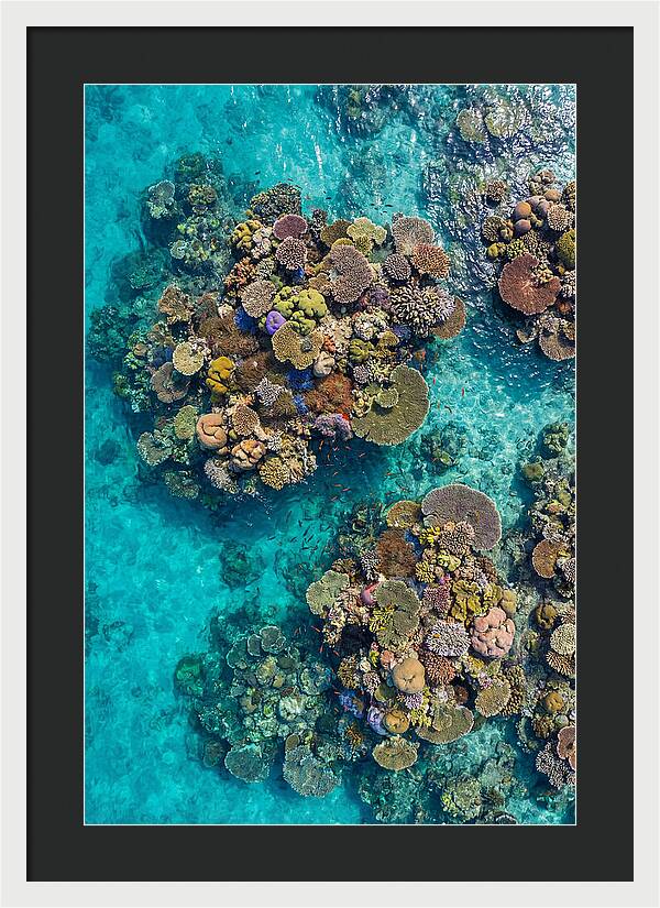 Underwater Kaleidoscope Of Coral Life