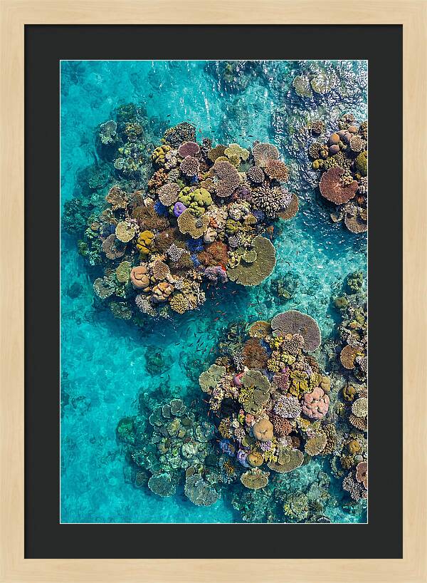 Underwater Kaleidoscope Of Coral Life