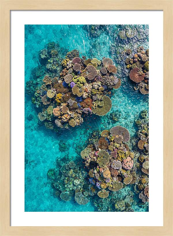 Underwater Kaleidoscope Of Coral Life
