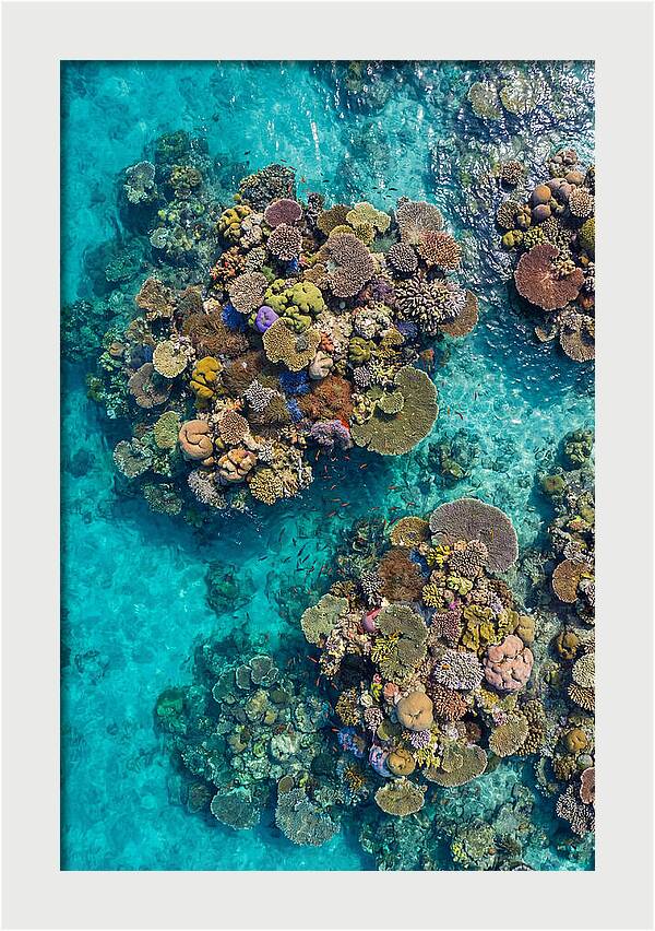 Underwater Kaleidoscope Of Coral Life