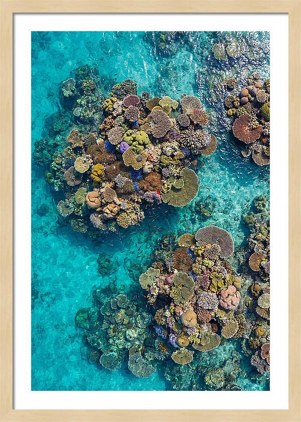 Underwater Kaleidoscope Of Coral Life