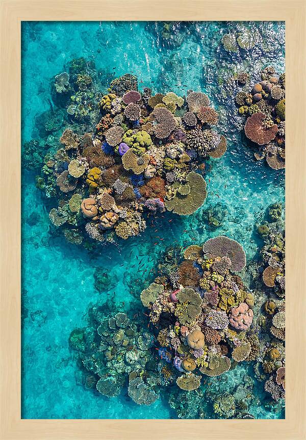 Underwater Kaleidoscope Of Coral Life
