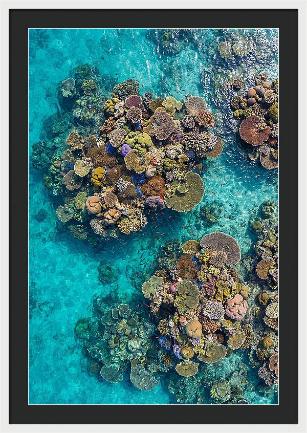 Underwater Kaleidoscope Of Coral Life
