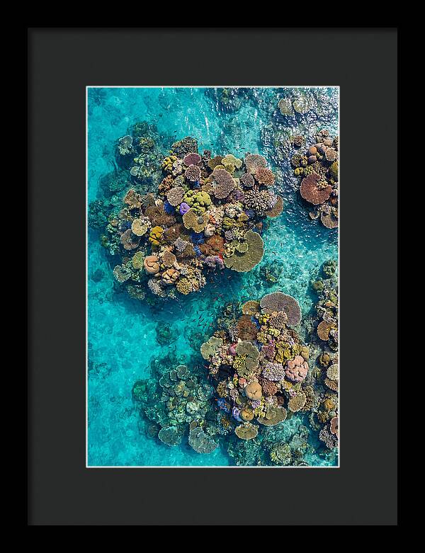 Underwater Kaleidoscope Of Coral Life