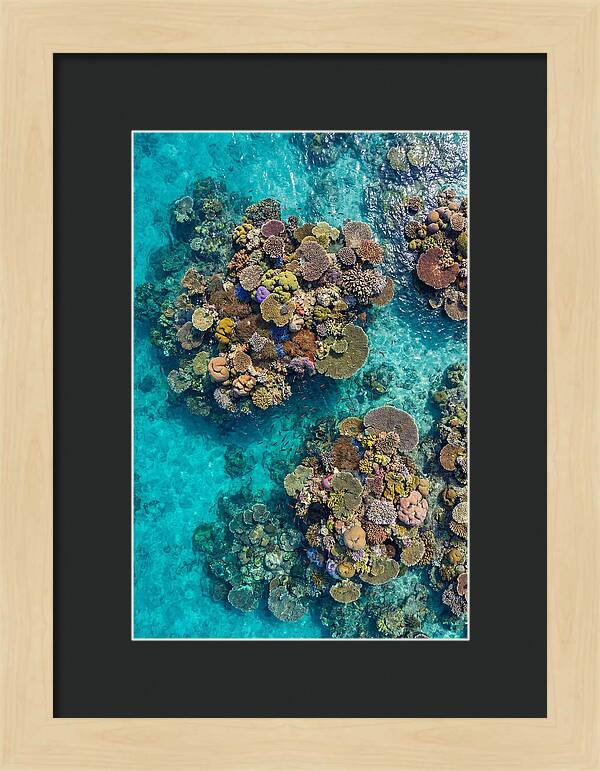 Underwater Kaleidoscope Of Coral Life