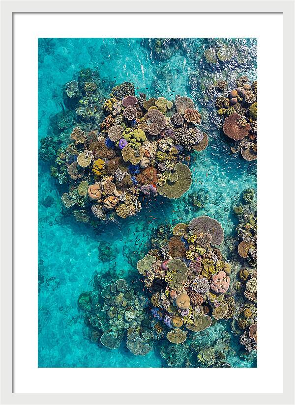 Underwater Kaleidoscope Of Coral Life