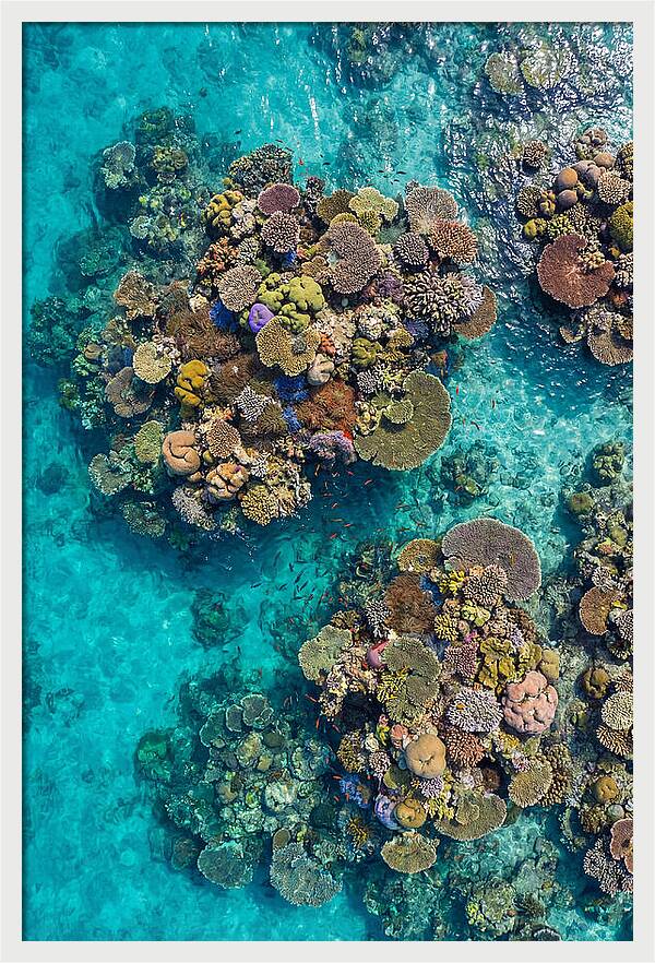 Underwater Kaleidoscope Of Coral Life