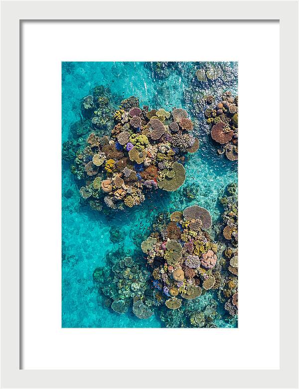 Underwater Kaleidoscope Of Coral Life