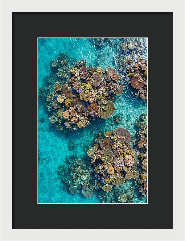 Underwater Kaleidoscope Of Coral Life