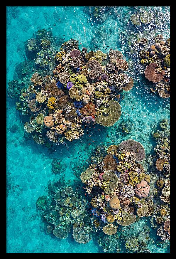 Underwater Kaleidoscope Of Coral Life