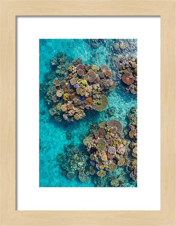 Underwater Kaleidoscope Of Coral Life