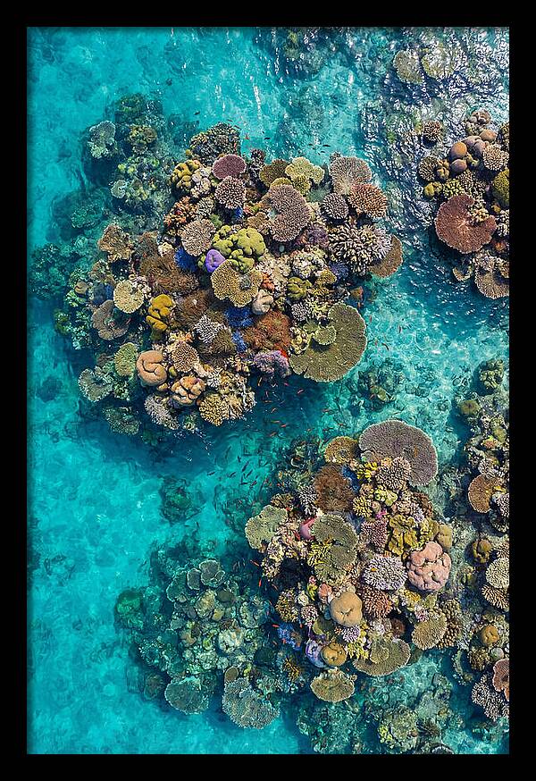 Underwater Kaleidoscope Of Coral Life