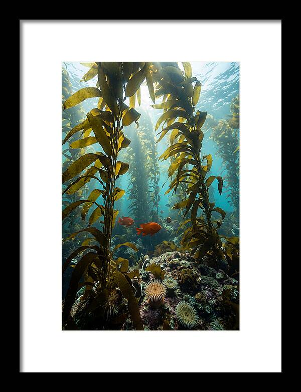 Underwater Kelp Dreamscape