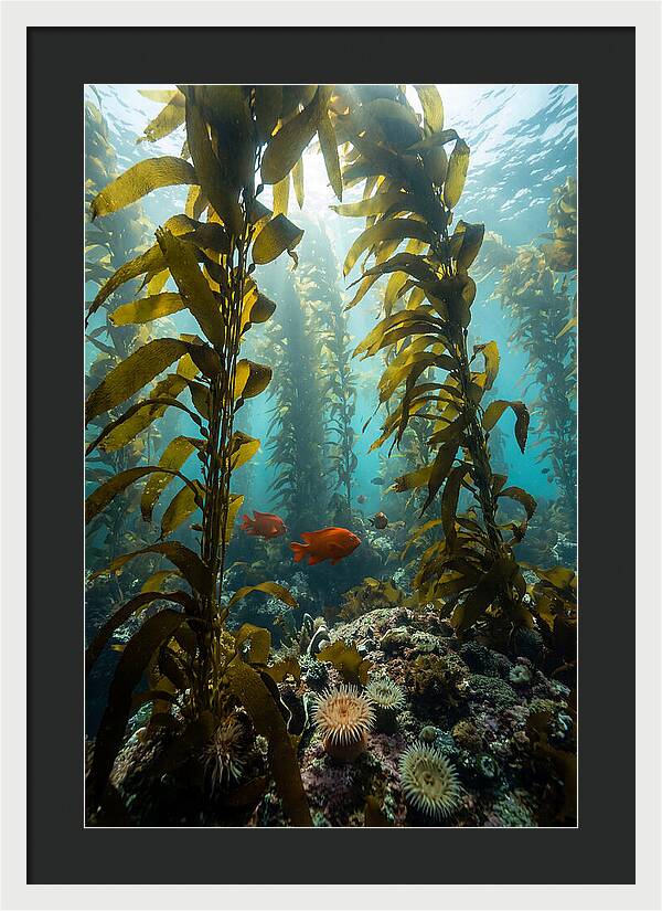 Underwater Kelp Dreamscape