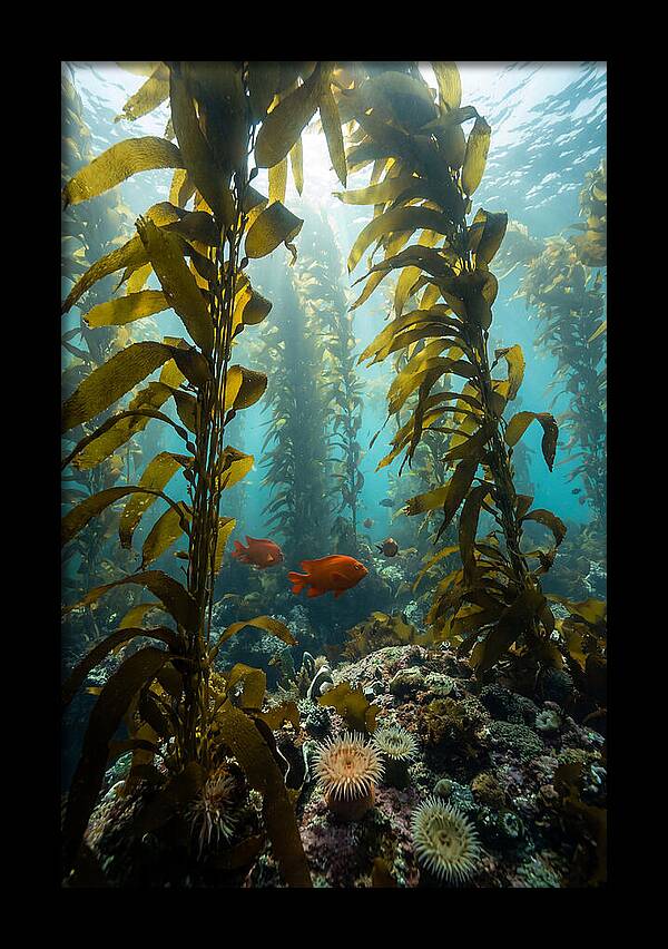 Underwater Kelp Dreamscape