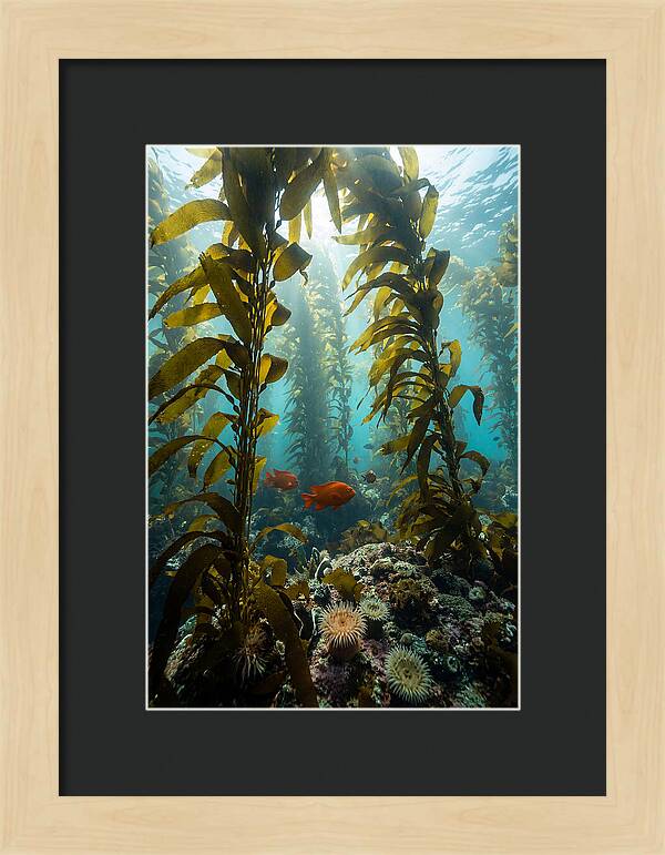 Underwater Kelp Dreamscape