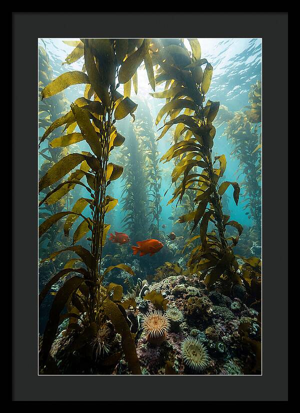 Underwater Kelp Dreamscape