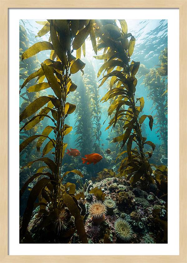 Underwater Kelp Dreamscape