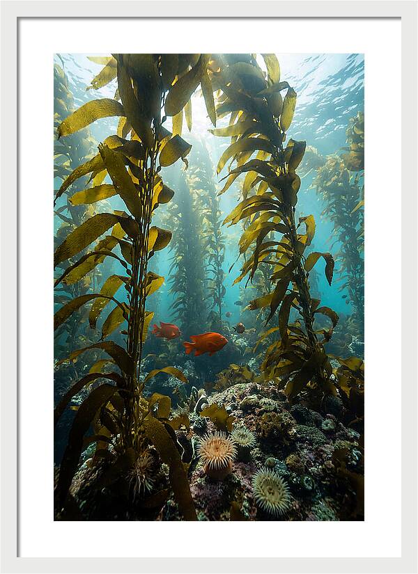 Underwater Kelp Dreamscape
