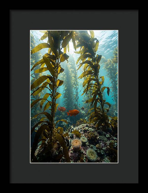 Underwater Kelp Dreamscape