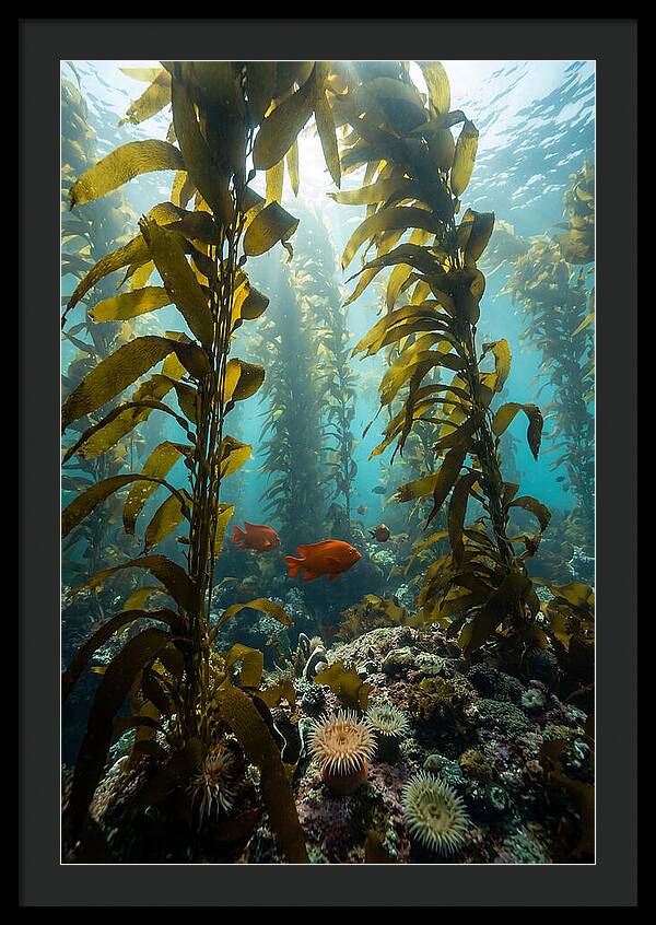 Underwater Kelp Dreamscape