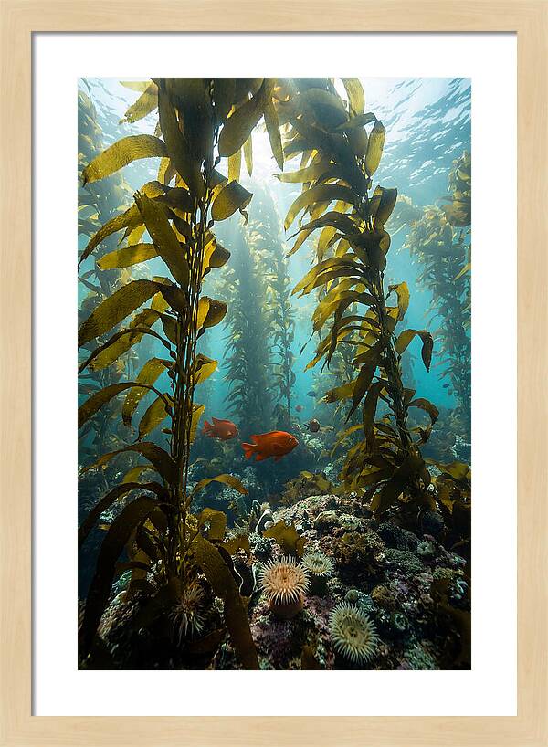 Underwater Kelp Dreamscape
