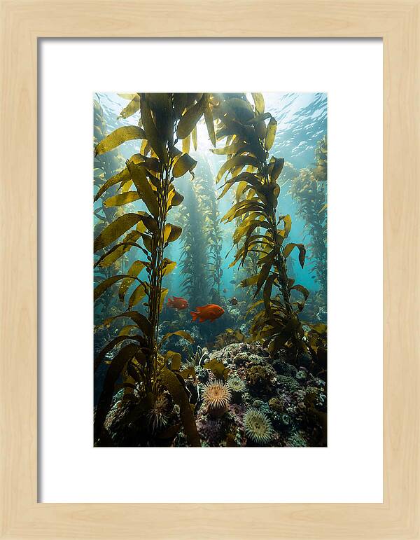 Underwater Kelp Dreamscape