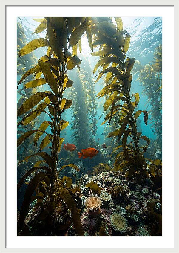 Underwater Kelp Dreamscape