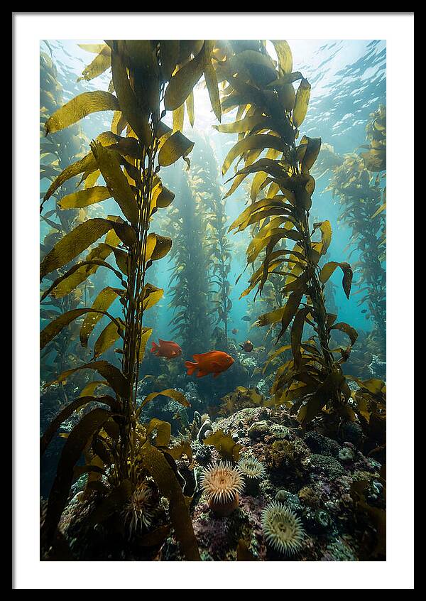 Underwater Kelp Dreamscape
