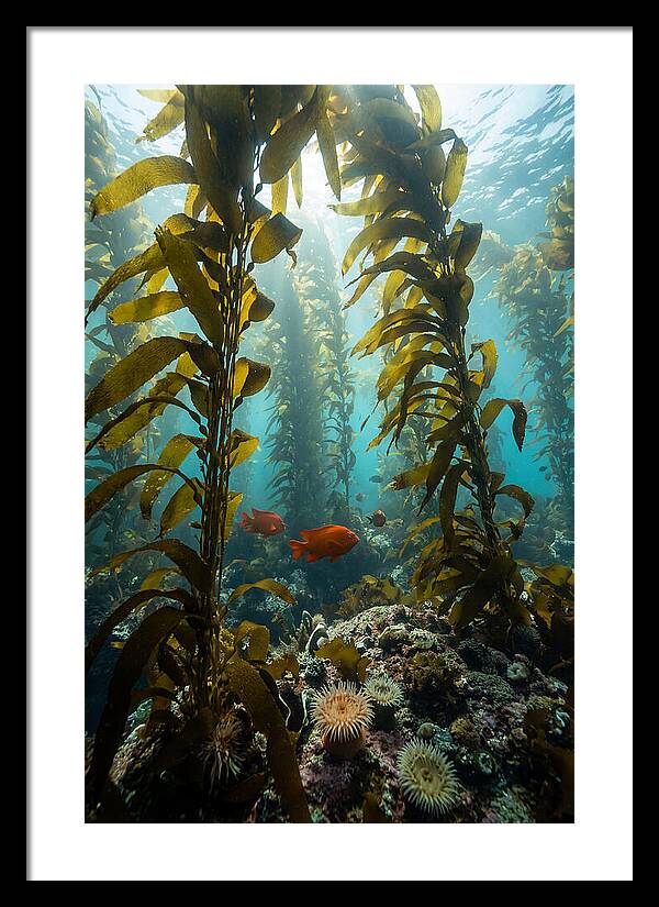 Underwater Kelp Dreamscape