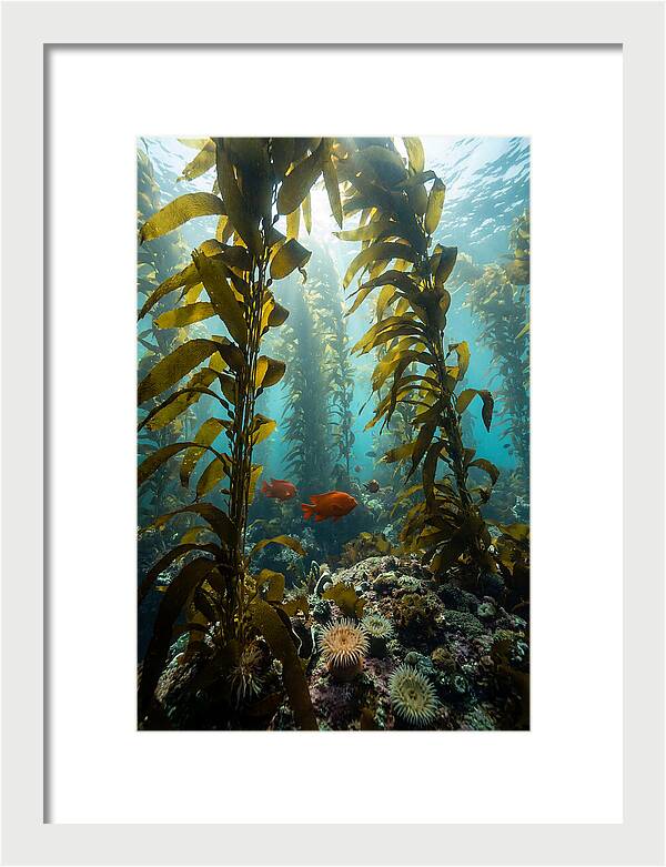 Underwater Kelp Dreamscape