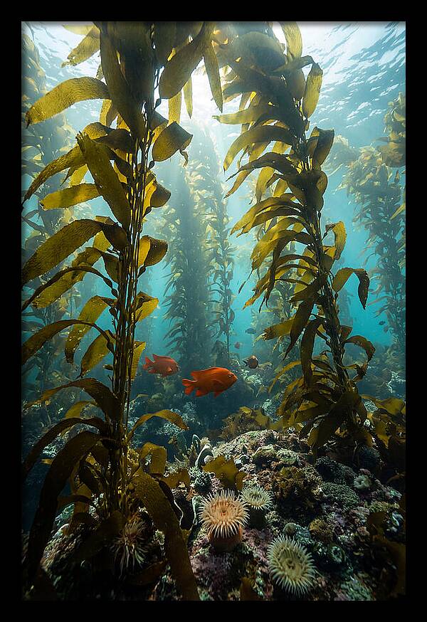 Underwater Kelp Dreamscape
