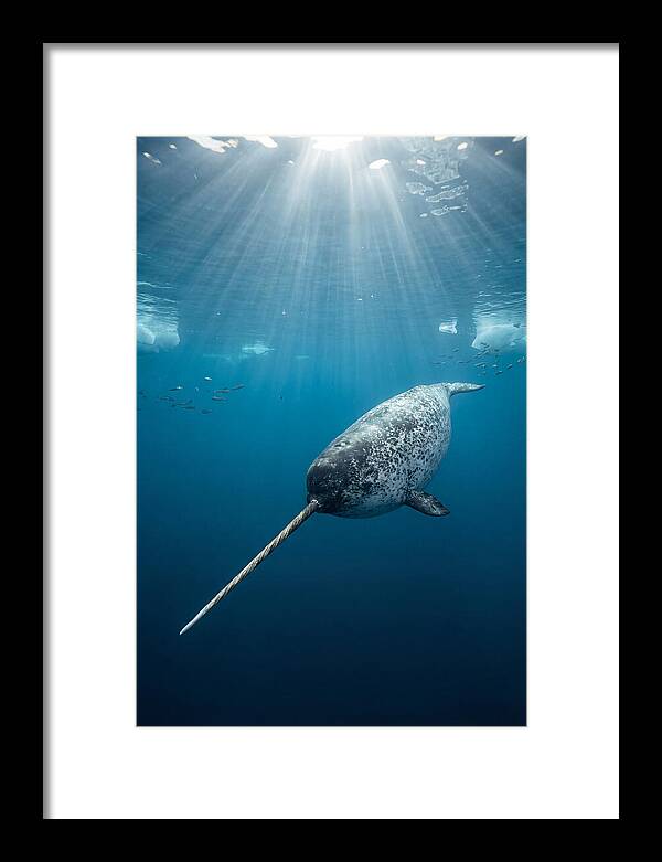 Underwater Narwhal Majesty
